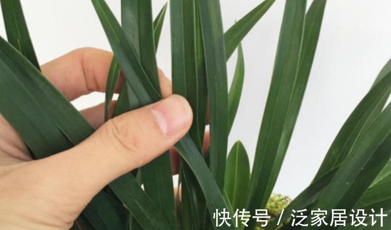 叶片|少见的黑紫色兰花:墨雪姬,花香浓郁,叶片常青,几乎零缺点