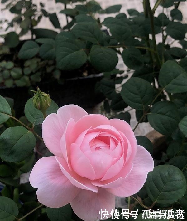 漂亮|此款世界名花,超级漂亮,开花勤快,好养易管理,室内盆栽也可以!