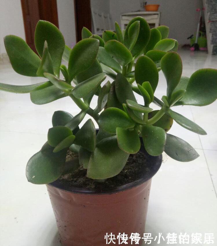 养花没有盆，3个妙招，就能自制出漂亮的花盆，阳台上种了好多花