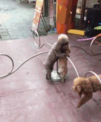 |搞笑GIF动图,给家里的金毛洗个澡之后,它自闭了!