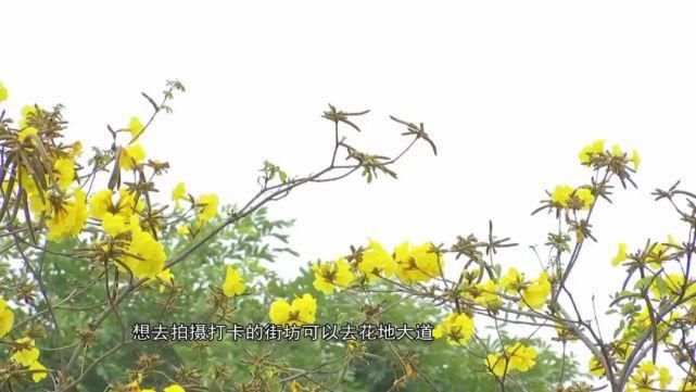 老年|宫粉紫荆、木棉、黄花风铃木……满城尽是花花花！内附广州赏花攻略！