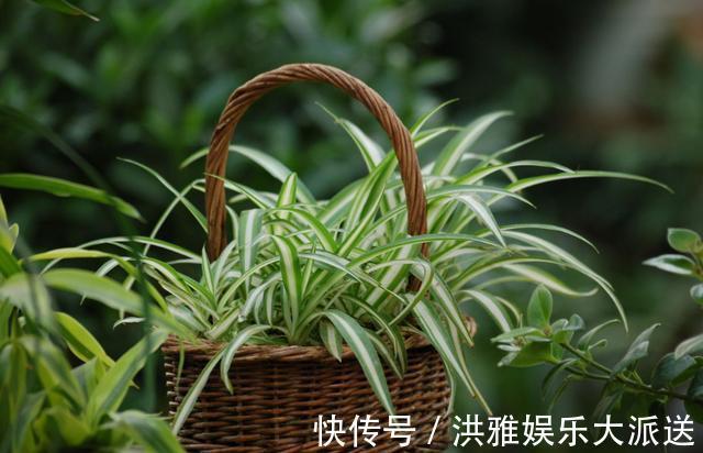 吊竹梅|3种吊兰别这么养,不然疯长爆芽,控制不住!