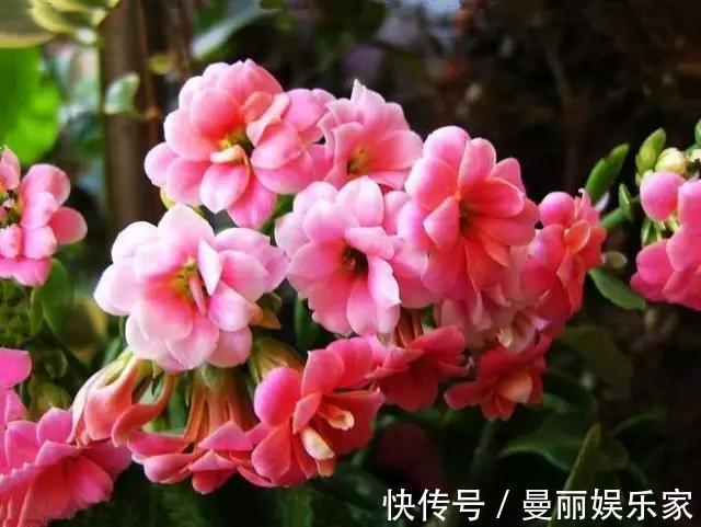 长寿花|长寿花夏天“不行了”，狠心修剪轻松过夏，初秋冒侧芽开始长花苞