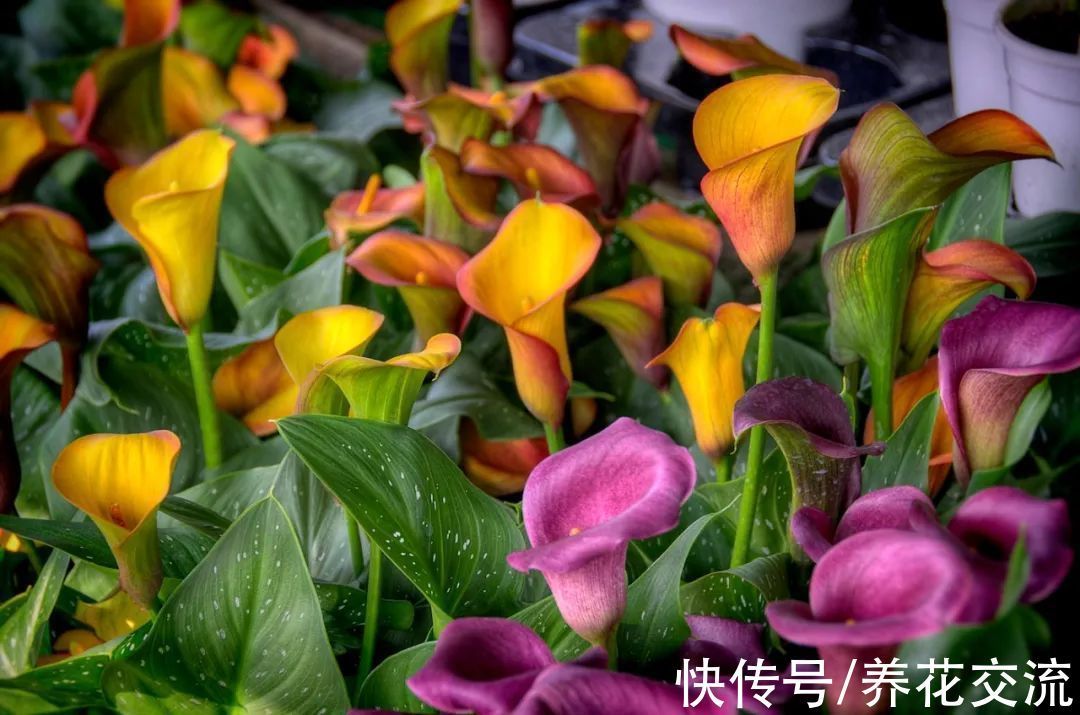 光棍树|记住这5种花的花语,光棍节更容易脱单,送花也不会迷惘