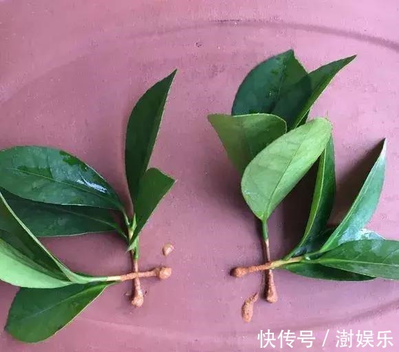 水杨酸|杜鹃茶花插不活,枝条在泥巴里打个滚,大白根呼呼长,新芽猛冒!