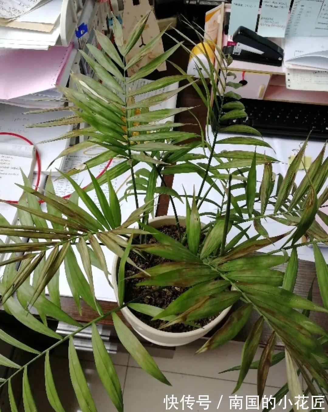 叶片|夏天怕晒的花,赶紧搬到阴凉地儿,再晒成枯杆了