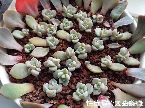 叶片|多肉植物不用买,像张大爷这样捡,养出多肉小花园,不比买的差