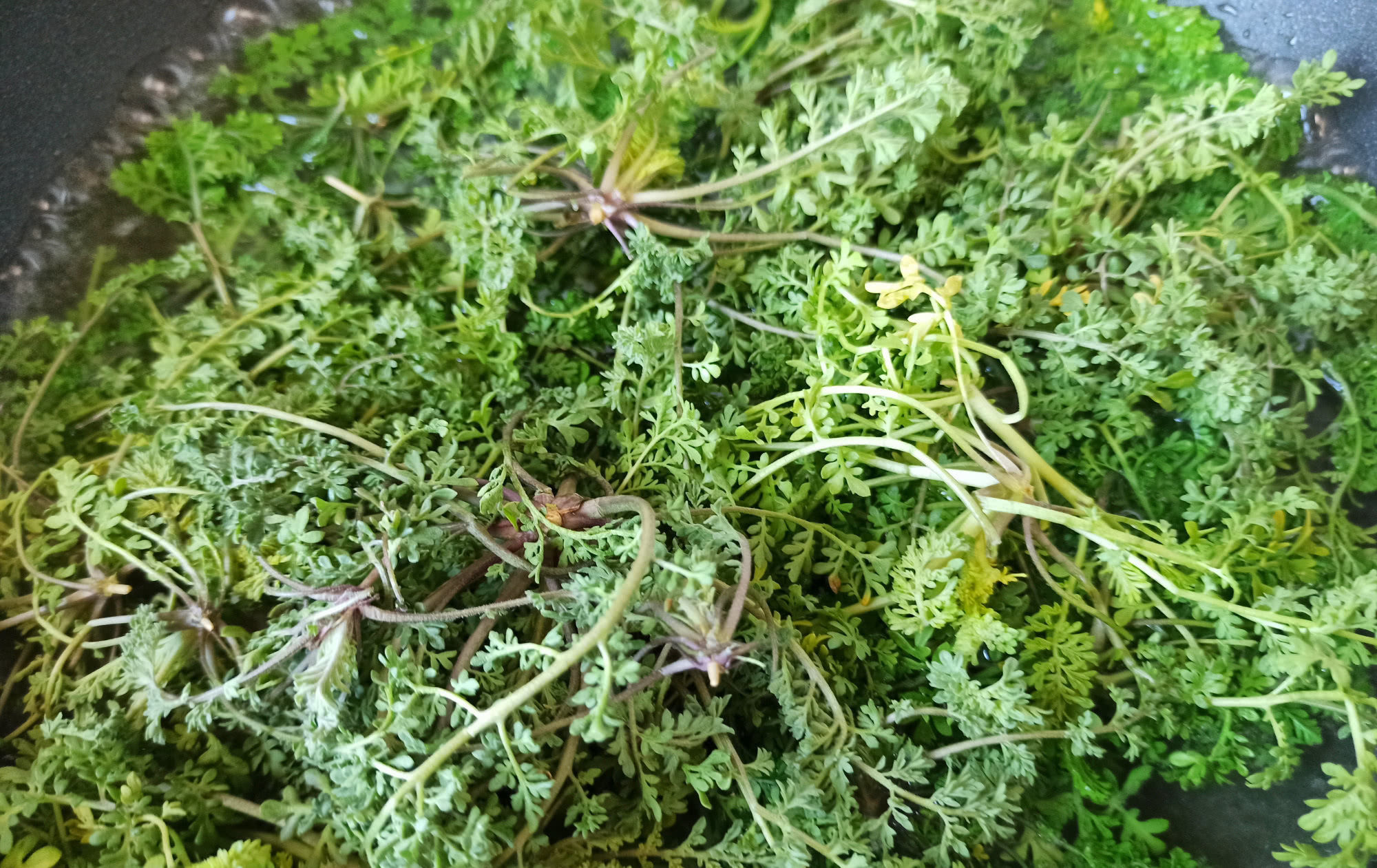  麦蒿|春天的野菜我只认它，做成饺子馅真香，鲜嫩多汁，城里人很少吃过