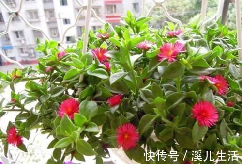 观赏价值|新手就养4种花，好养易爆盆，养上一盆四季欣赏，好养活还不贵