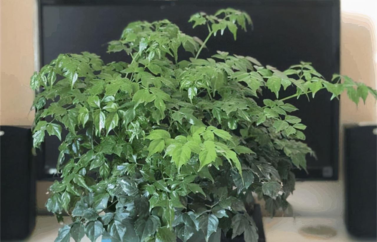 这3种花适合送长辈,好看又好养,还可以增福纳财