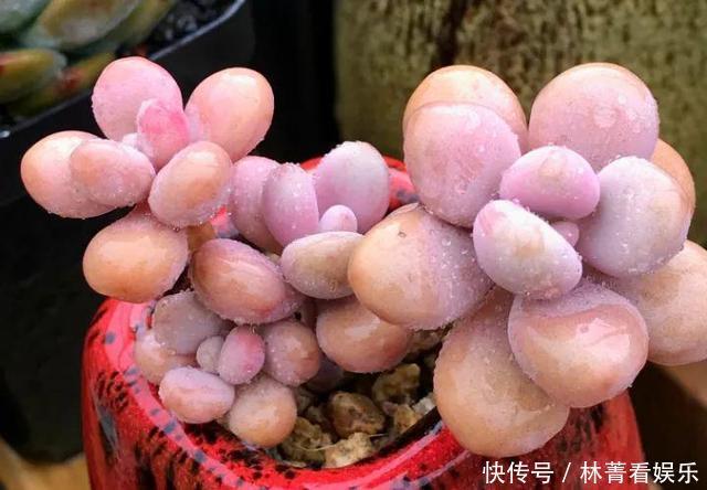 叶片|养多肉5年,告诉你4种“多肉”值得养,秋天晒一晒,10天变彩色