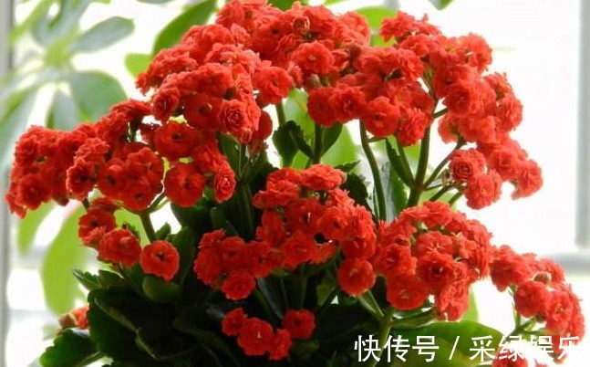 爆盆|养长寿花,“这1招”做好了,比施肥还管用,花开一茬茬,长爆盆