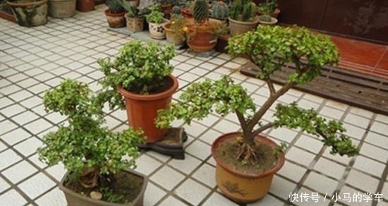 塑型|金枝玉叶,别养错了,30天剪一次,精雕细琢,养成盆景才漂亮!