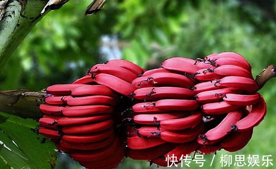 转化酶|冬季来了,多吃以下三种食物,补充营养,排毒抗衰,早吃早受益