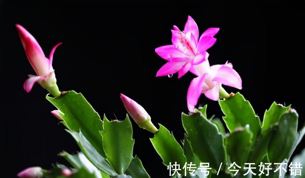 养花达人刘叔,只喂蟹爪兰1溶液,到了花期,长出的花卉直接爆盆