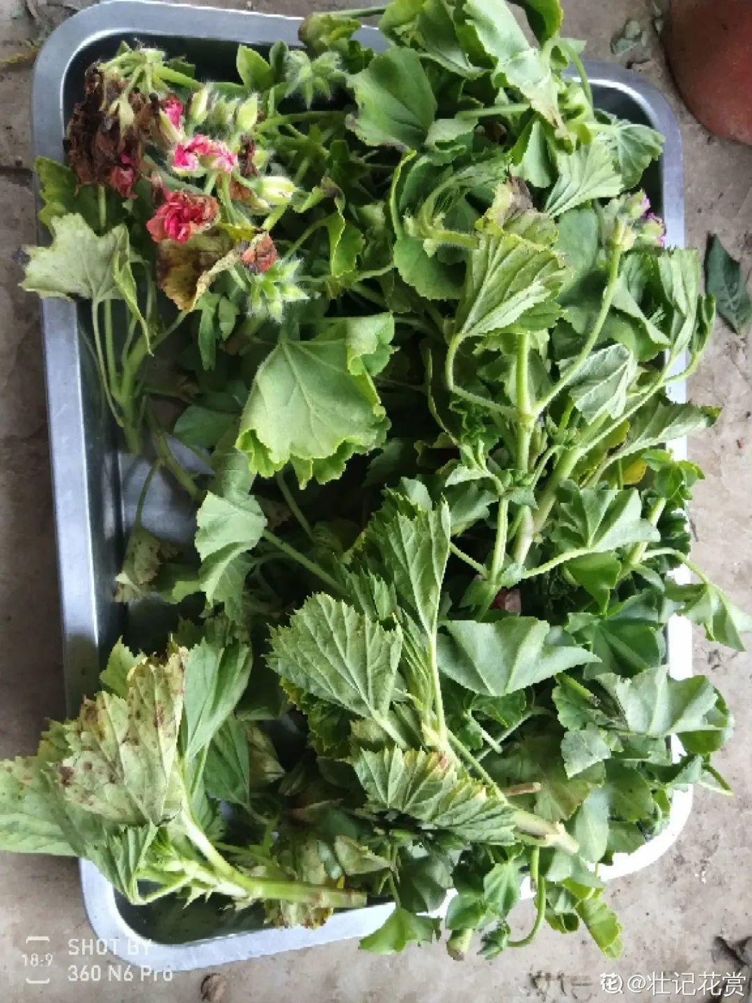 叶片|8种花夏天太容易死,现在赶紧扦插,死了也不心疼!