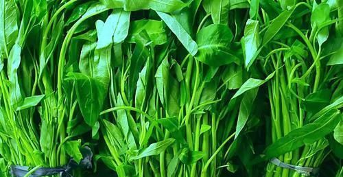 空心菜|藏在身边的天然“二甲双胍”,每天换着吃,血糖慢慢就会降下来