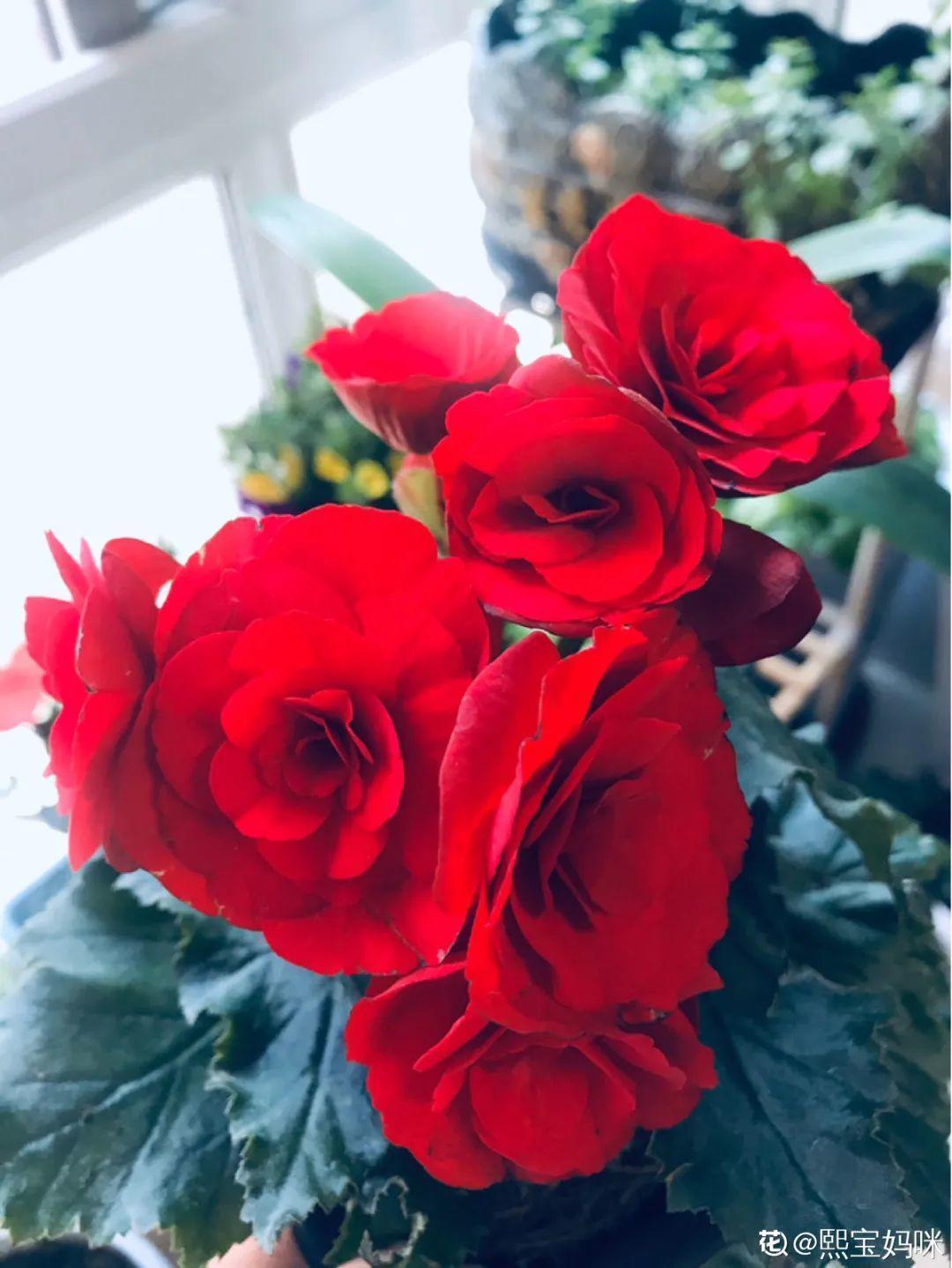 叶片|8种花夏天太容易死,现在赶紧扦插,死了也不心疼!