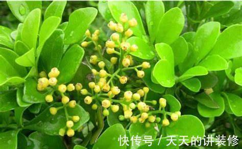 养花试试这几款,特别的耐阴,放到客厅即可