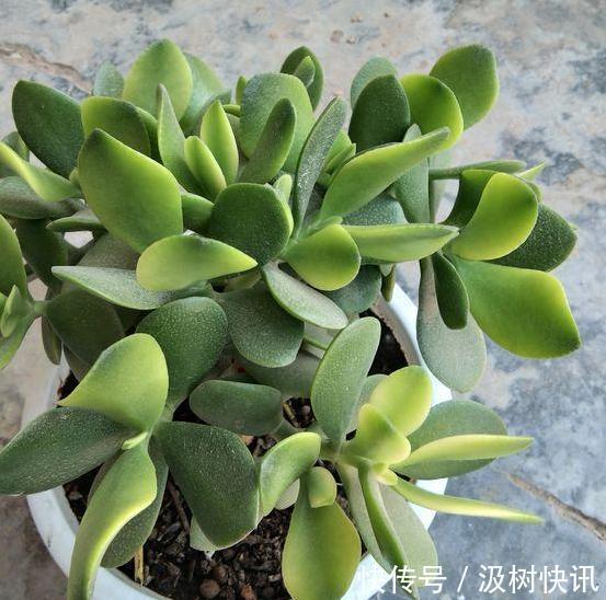 夏季养花，首选这些不怕晒，不怕旱的花卉，养着省心、看着养眼