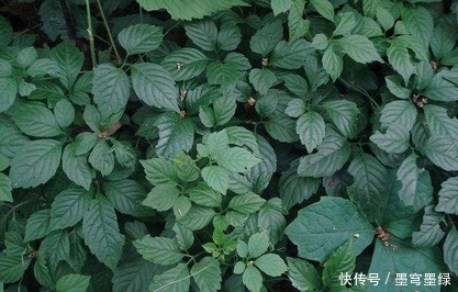 胡萝卜素|农村水沟里的它,是女人祛斑圣品,还治盆腔炎,可惜很少人知道!