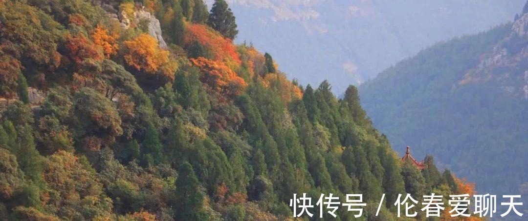 红叶|临朐石门坊的黄栌树叶红了，漫山遍野都是红艳的叶子