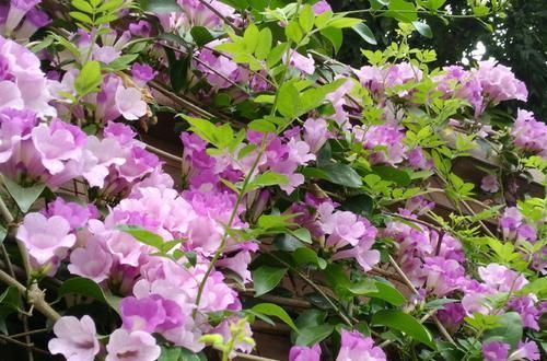 1种有味道的花，一次能开上百朵，却因独特的气味被排斥