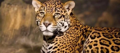 老虎|林冲与武松的差距,就像豹子与老虎,不是一个体量和等级的武将!