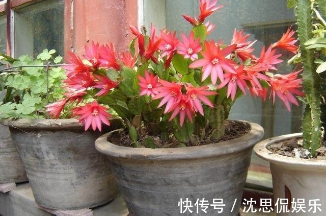 10样水浇蟹爪兰、仙人指、假昙花，开花上百朵，营养土都不用换