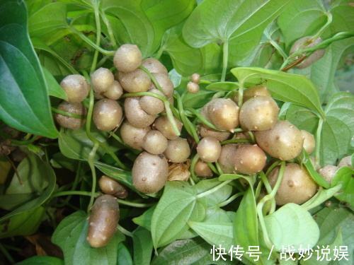 山药豆|农村山药藤上的小豆豆,营养价值不输山药,更是天然“降糖高手”