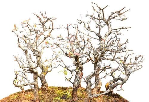 施肥|盆景都是这样被玩死的，避开日常养护中的误区，养好盆景也不难