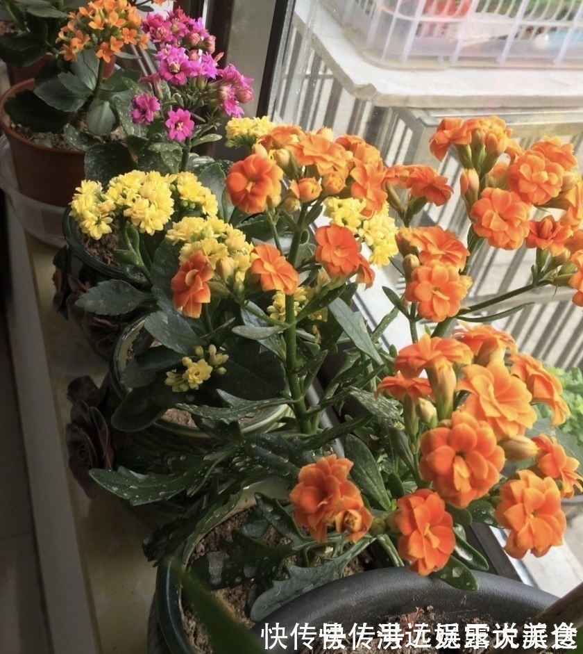 蟹爪兰|4种花现在扦插,枝条扔土里“生根快”,当年开花,变成养花大户