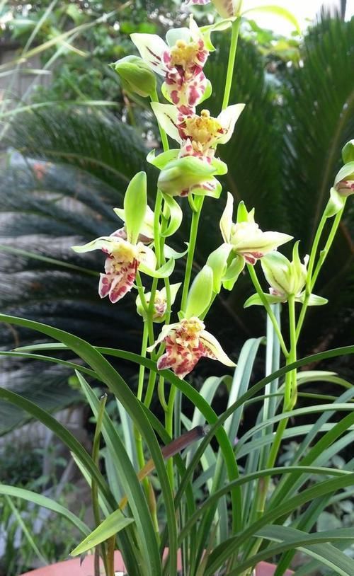  养护|建兰奇花之首“梨山狮王”，多鼻多舌，香味扑鼻，养护简单又难得