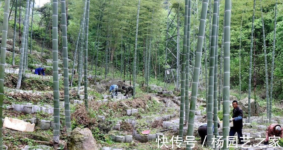 药用价值|在农村被称为药王的野草，看着普通，其实大有用处