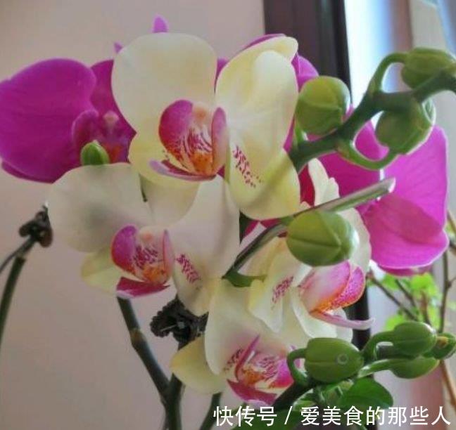 4种旺运花,吉祥添富贵,给点水就疯长,全年开花不断