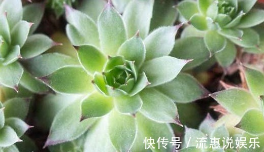 姬胧月|家里养上如下多肉植物准没错！既好看又好养，“养花杀手”的福音