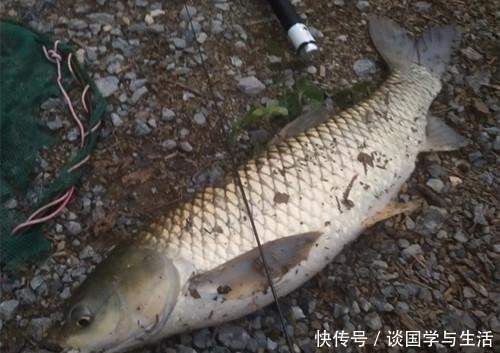 用玉米作钓|夏季在自然水域你用玉米钓到过鱼吗教你这三招用玉米野钓上鱼多