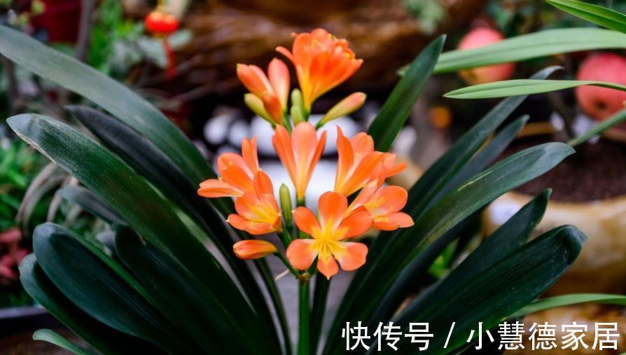 君子兰|秋天别忘了给君子兰“开小灶”,叶片油绿挺拔,越养越旺