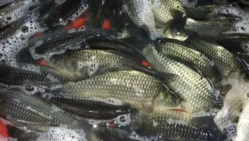 黄黝鱼|3年长不到7厘米,营养不输鲫鱼,8元一斤却少有人买,真不识货