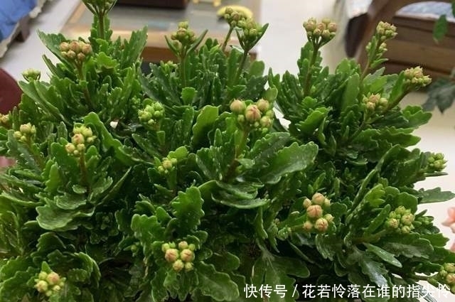 长寿花盛花时却倒伏了?做好这4点,花枝坚挺,不倒伏