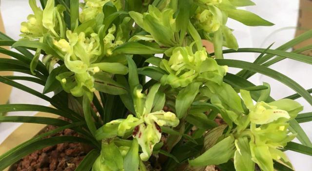 兰花施肥，用“不花钱”的肥料，植株旺盛，开花开的多