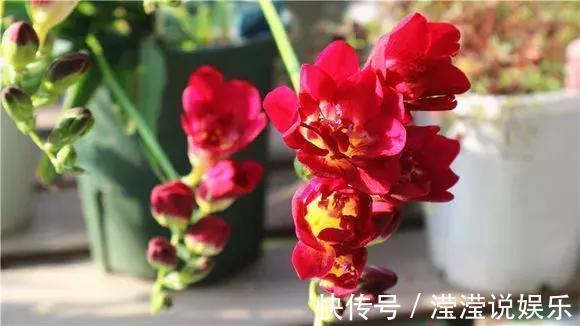 还在养绿萝家里养盆“香香花”,好看好闻,清香四溢精神好!