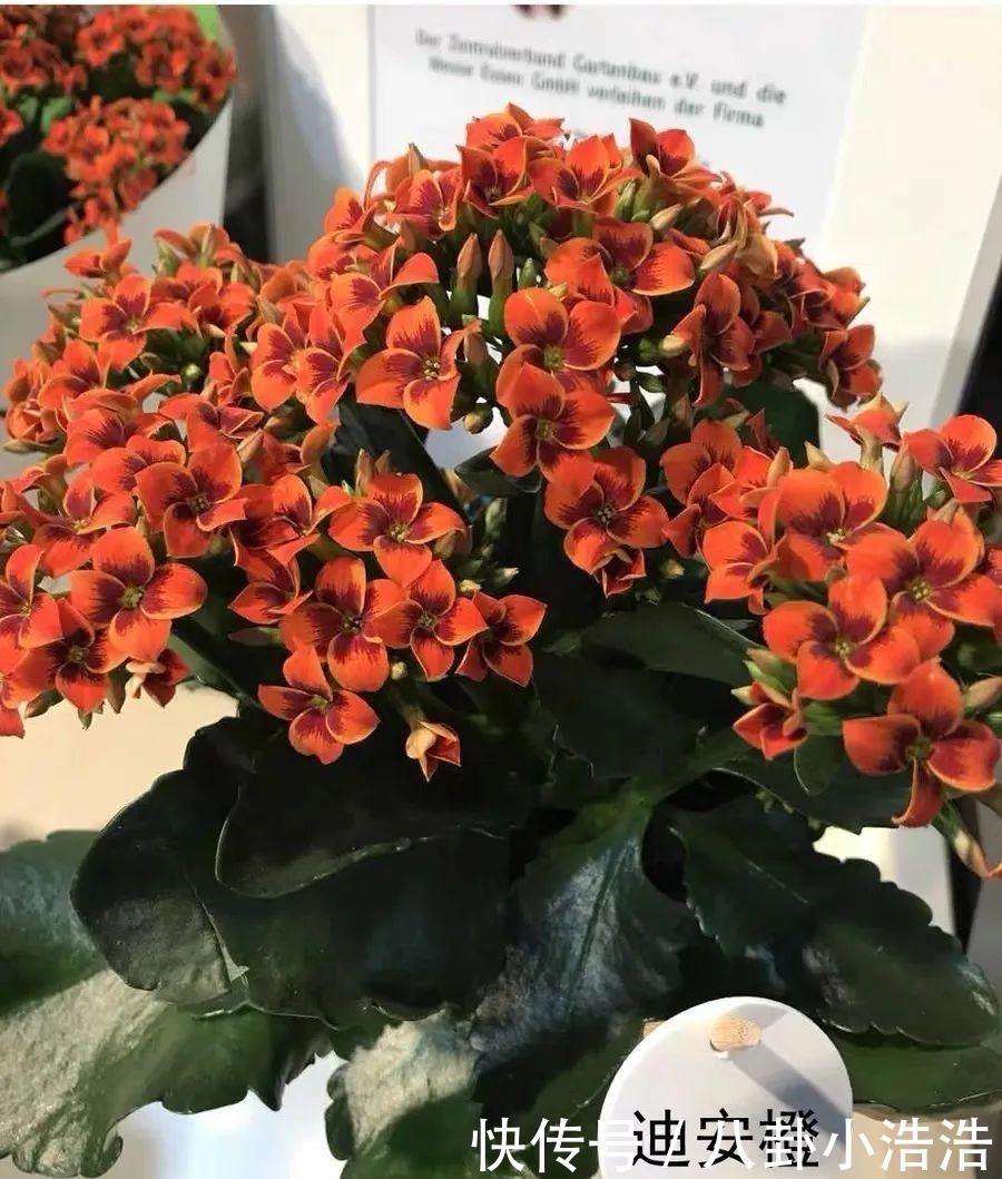 花期|45种长寿花,个个都是高颜值,家里养几盆,美得移不开眼