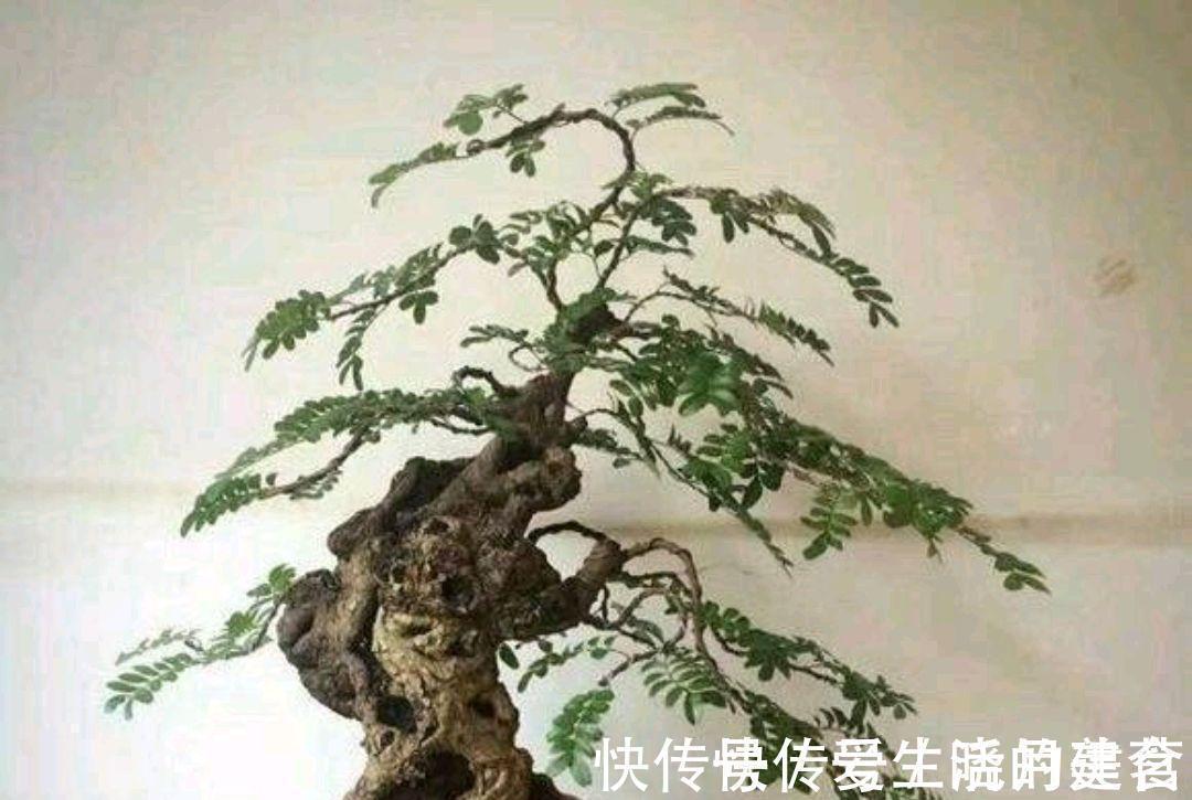 盆景|动辄上万的清香木盆景,如何采桩,怎样栽培