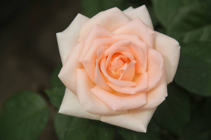 养护月季,还用黄豆水试试这“2种肥”,开花又大又漂亮