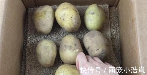 小苏打|发芽的土豆还能吃吗?原来这么多年我都误解了,记得告诉家里人