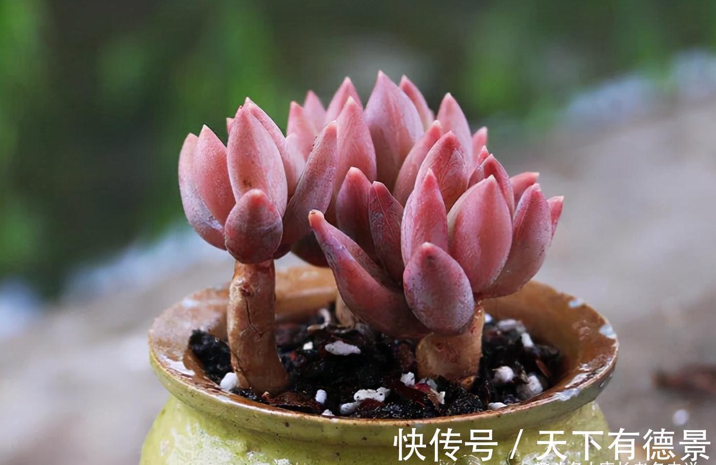 多肉蓝黛莲老桩已送人,但看到极致状态的它这么美,我又养了一棵