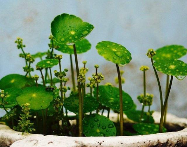 铜钱草开花了，剪掉还是留下“1步”让它叶片绿多又大长爆盆