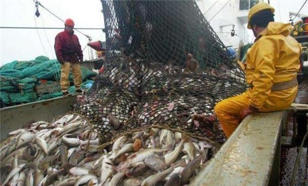 渔民|为什么渔民捕捞到鳕鱼,要马上去掉鱼头掺杂了这种鱼可要当心