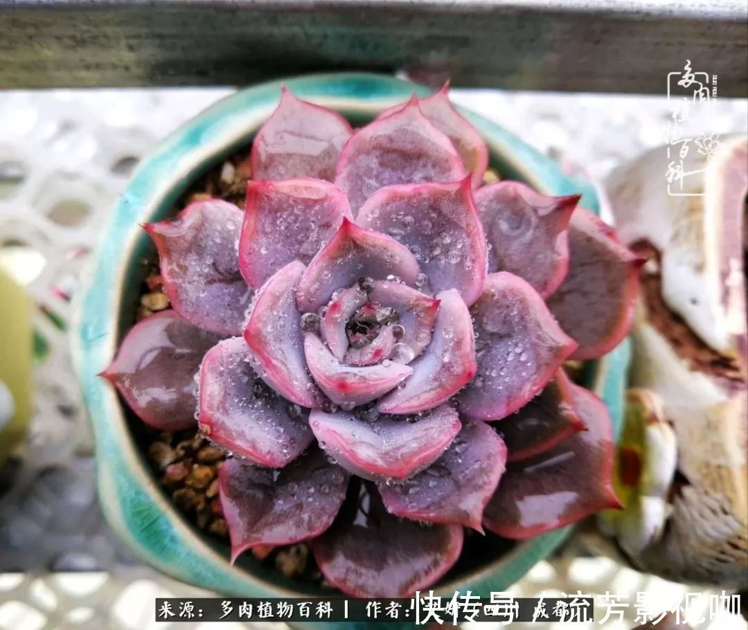 多肉|人生有时候就像多肉，不是不出彩，只是经历的时光还不够！